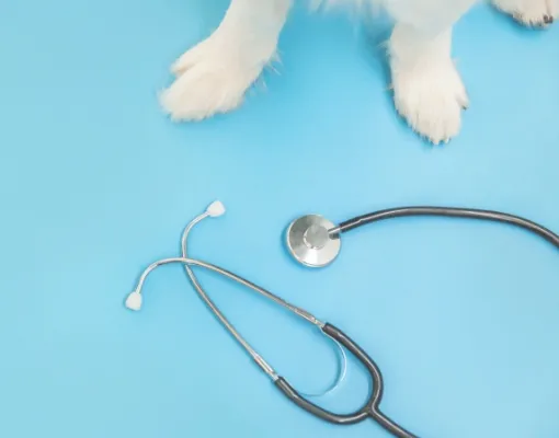 獣医師の先生方へ